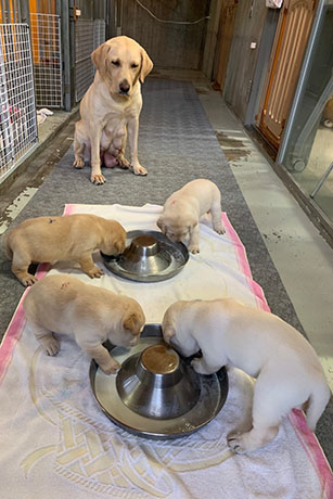 Four yellow Labrador puppies are drinking milk from a dish as the yellow Labrador mother watches them from a distance.