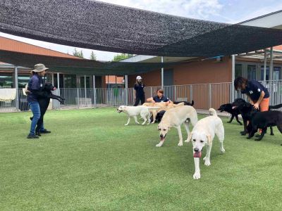 Training dogs to free-run