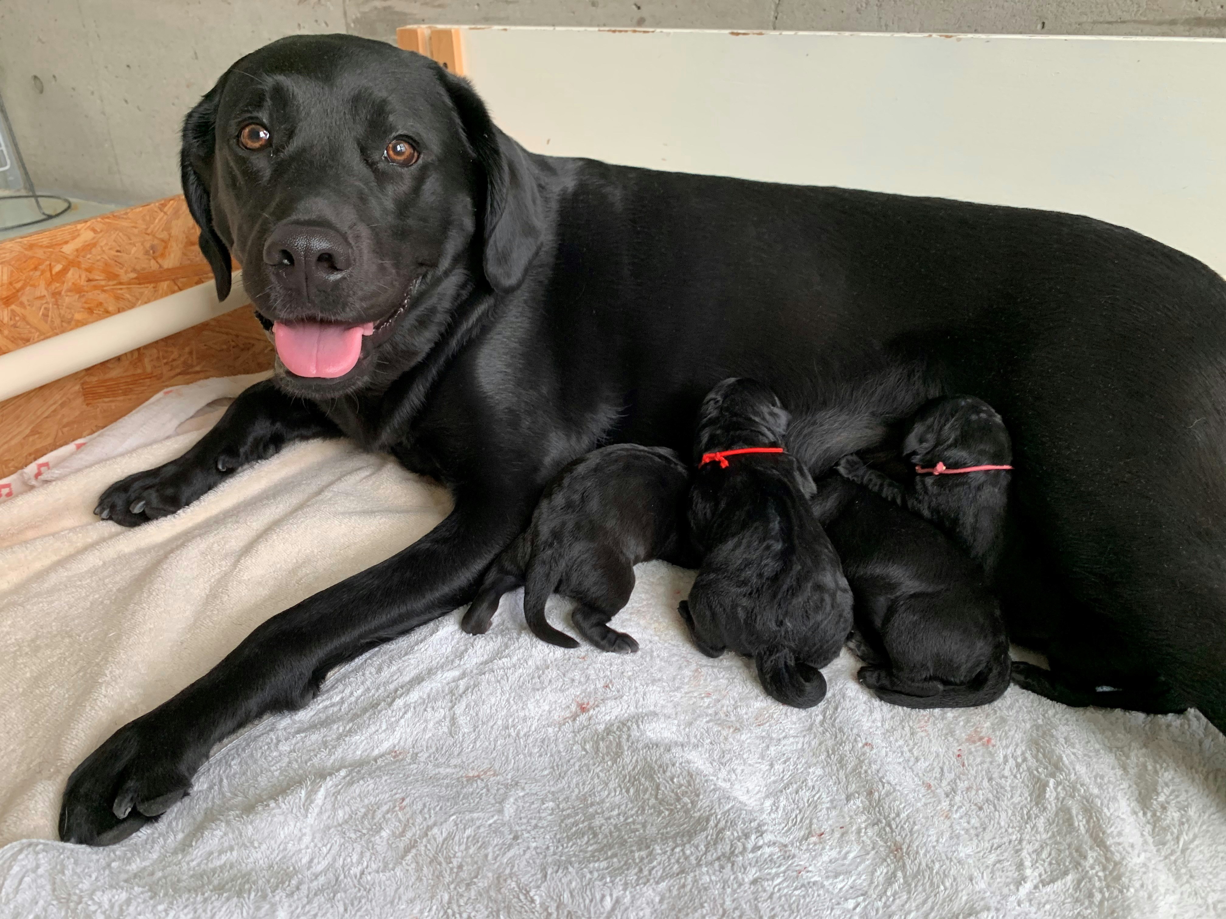 母犬が子犬に授乳している様子の写真。母犬も子犬も全頭ブラックのラブラドールレトリバー
