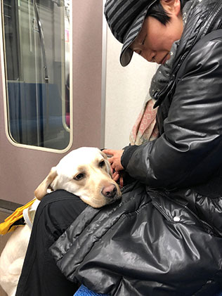 スタートライン：野上さん＆ミーナ｜日本盲導犬協会