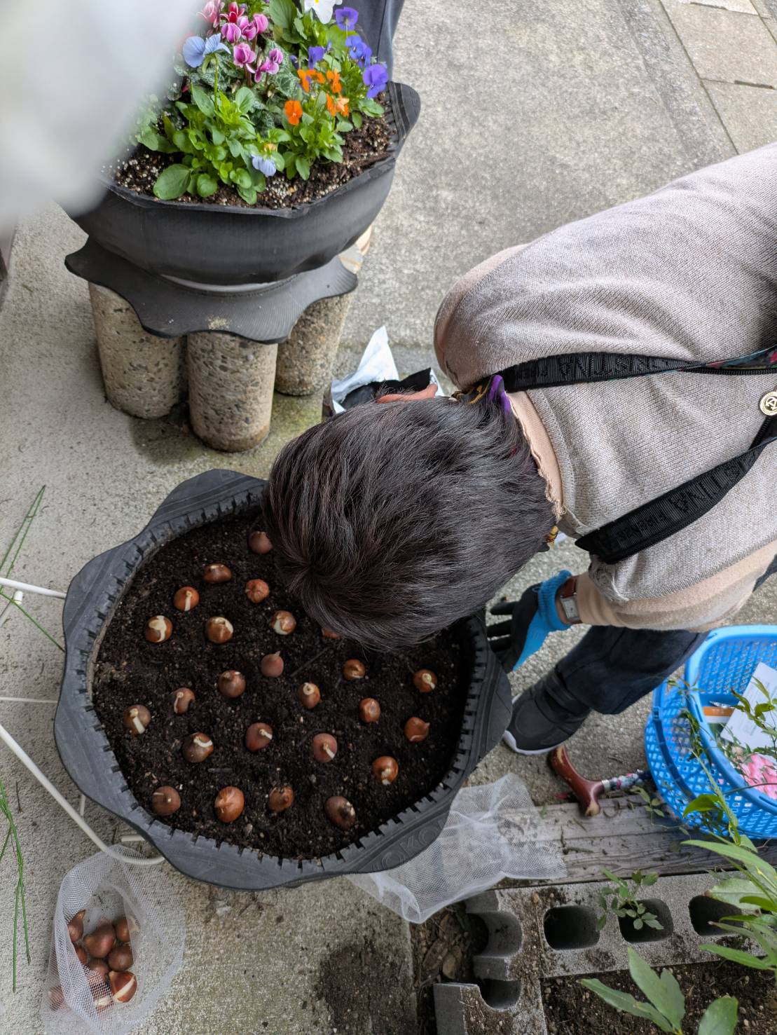 チューリップを植えました🌷