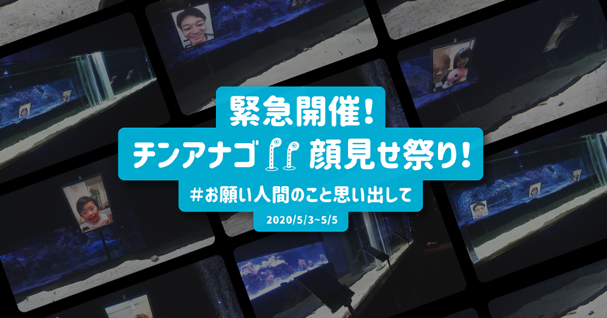チンアナゴ顔見せ祭り！2020 -すみだ水族館 | PROJECTS | D2C Inc