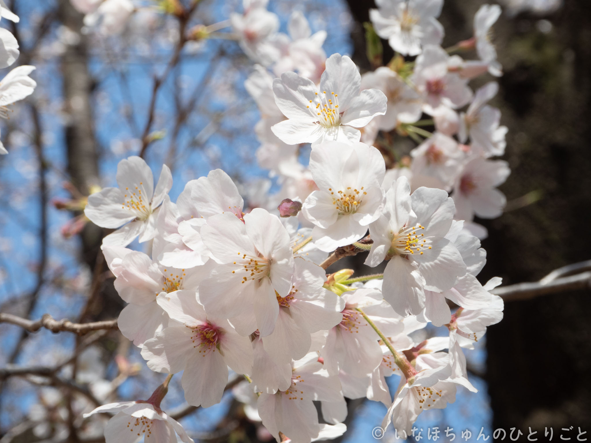 ちょっとお散歩に行ってきたnull 3枚目