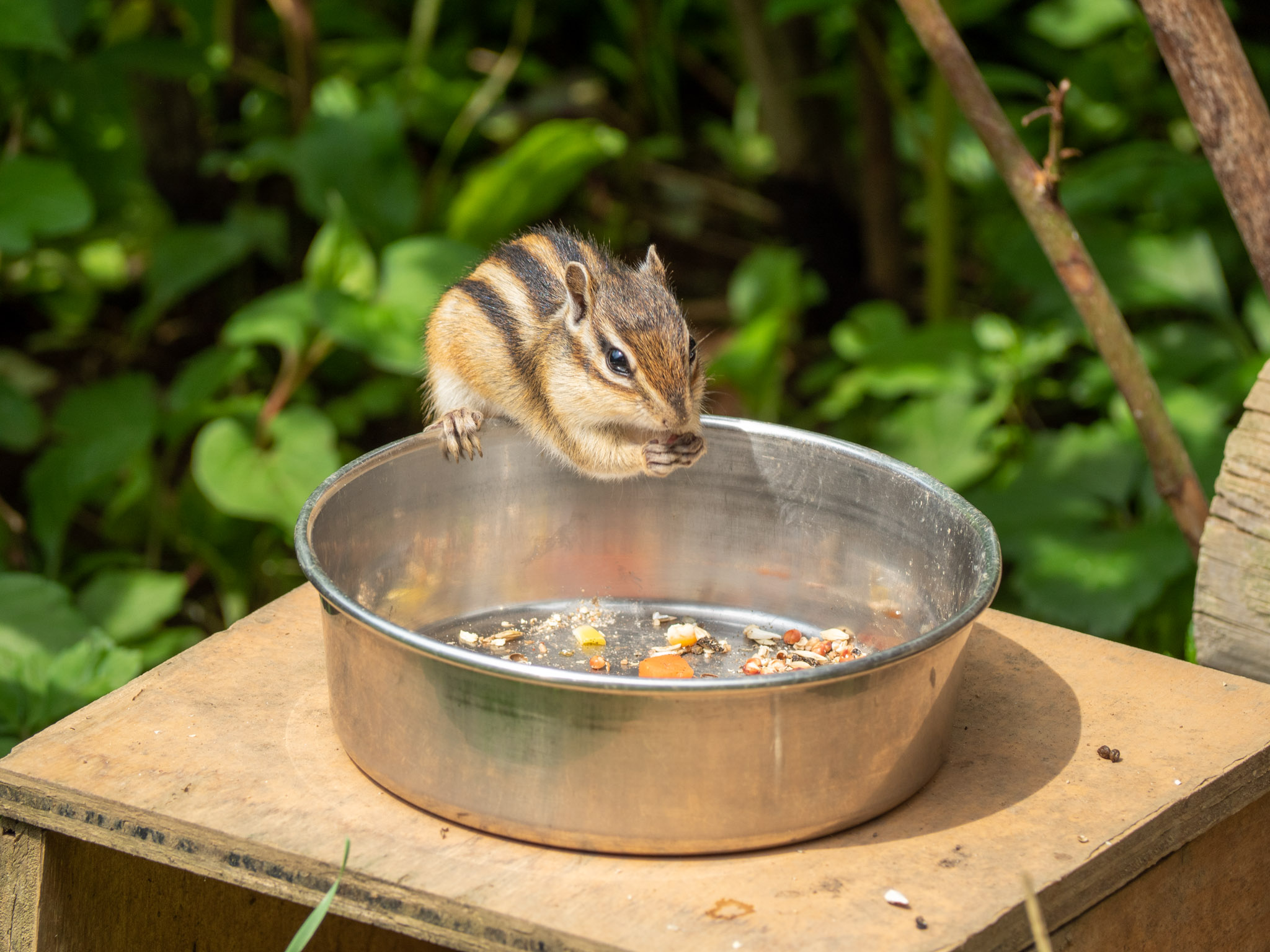 2022.06.17 散歩＠見沼グリーンセンター りすの家 唐突にリス 8枚目