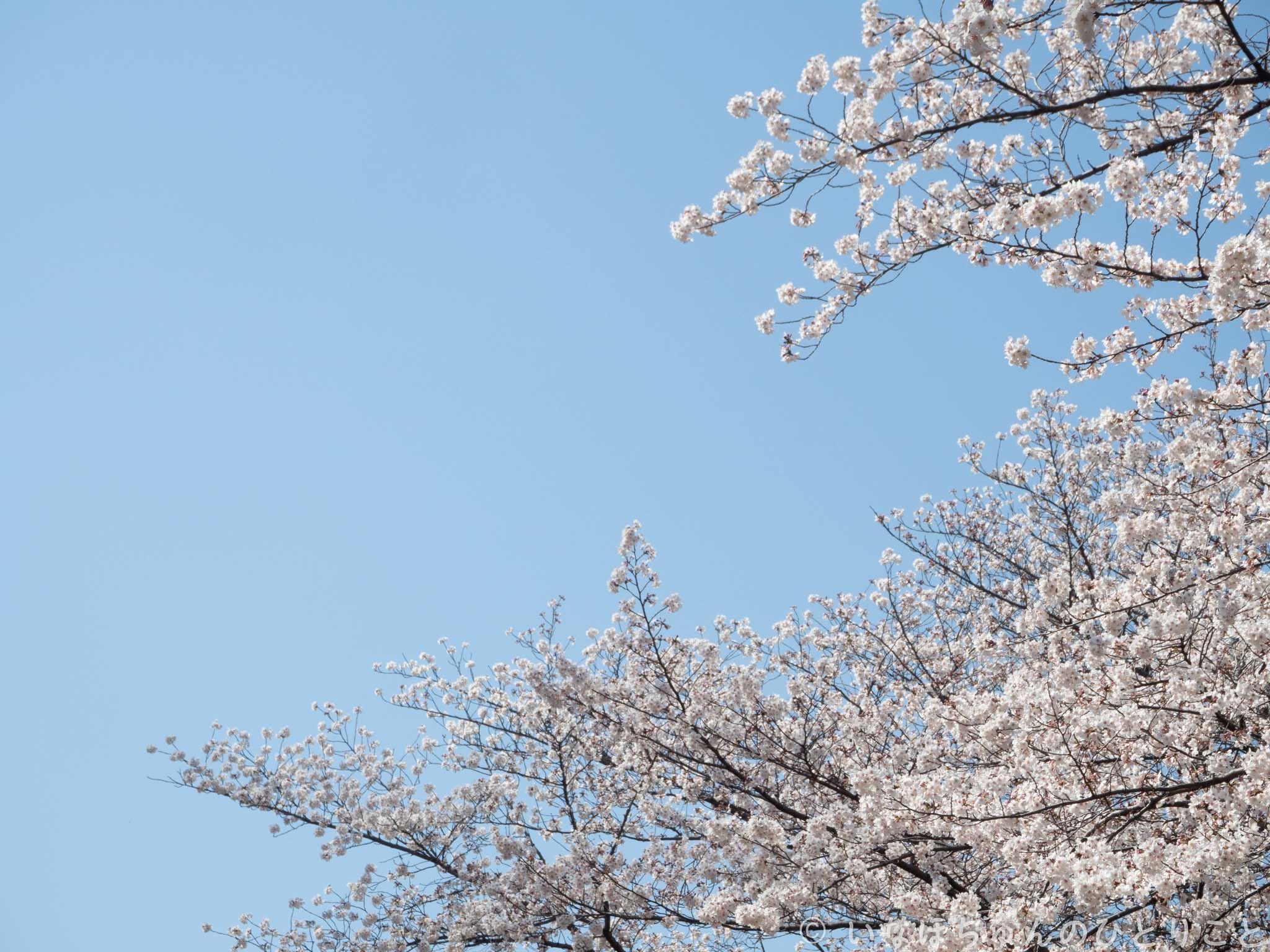 ちょっとお散歩に行ってきたnull 4枚目