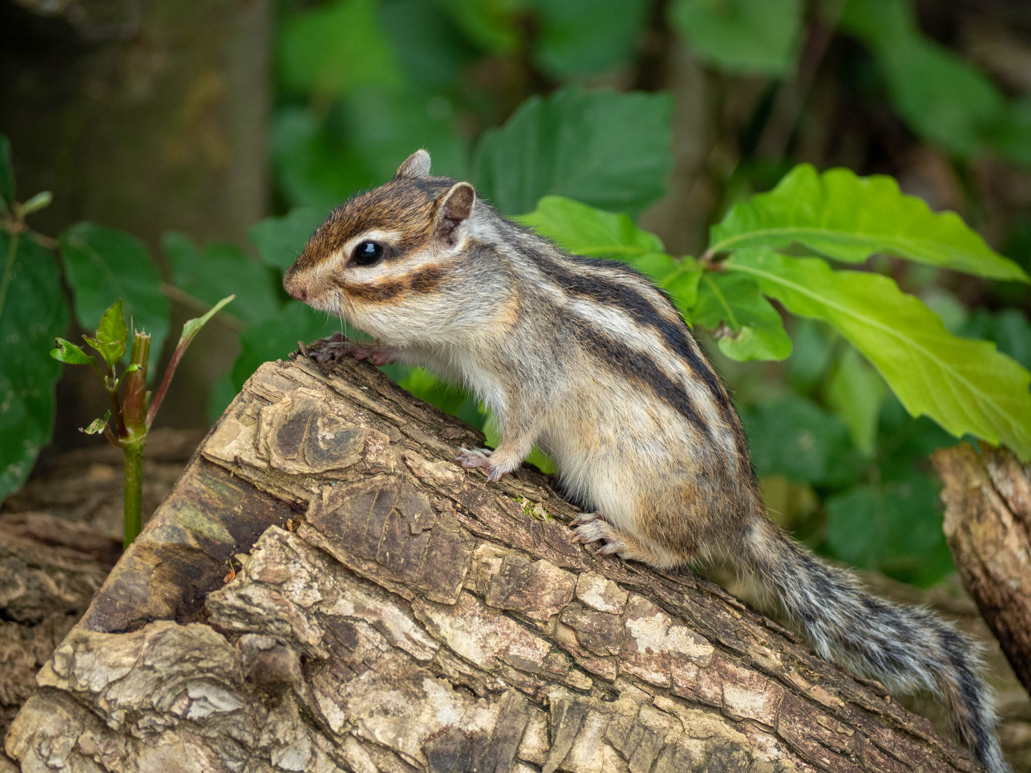 2022.06.17 散歩＠見沼グリーンセンター りすの家 唐突にリス 6枚目