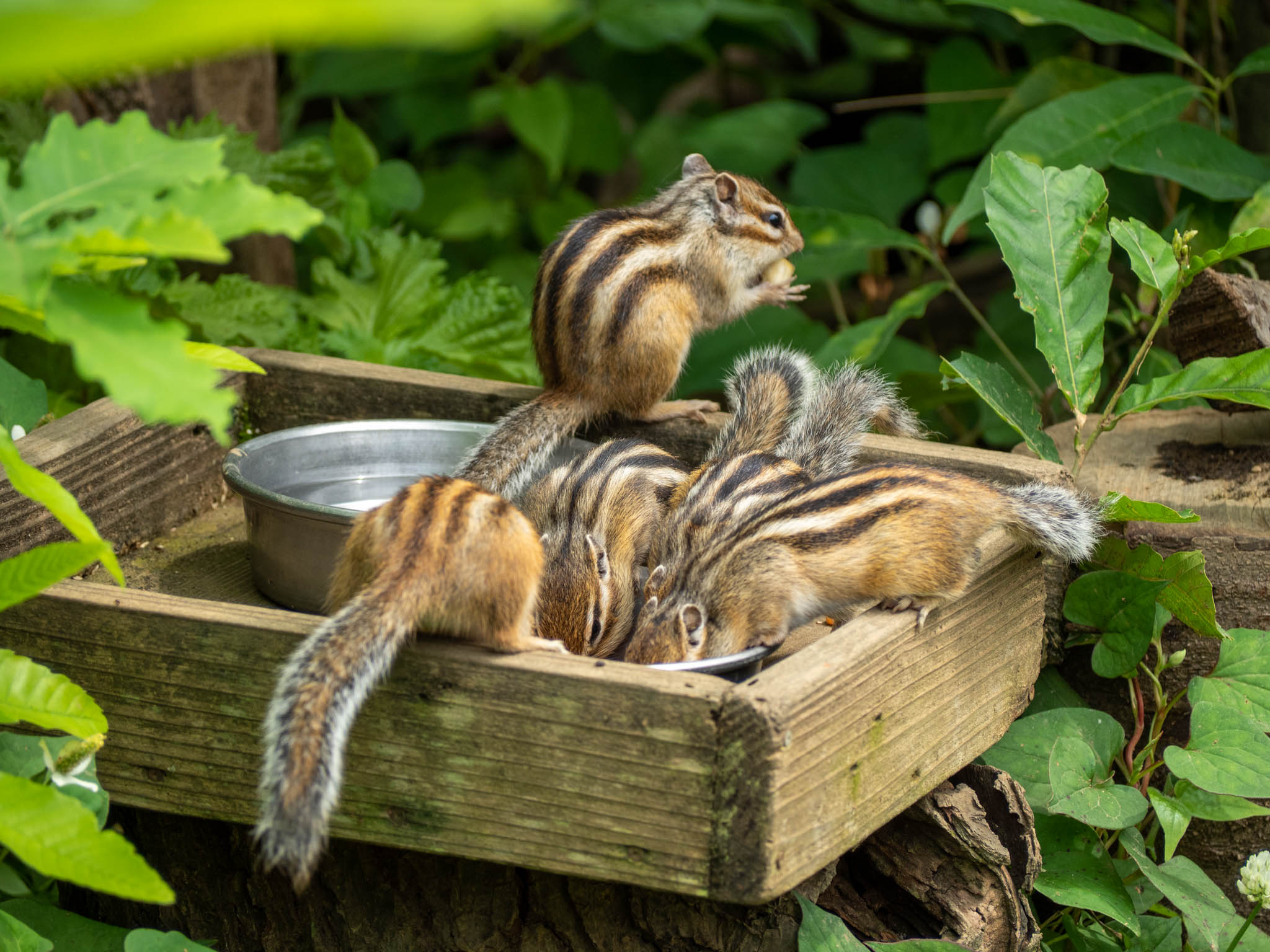 2022.06.17 散歩＠見沼グリーンセンター りすの家 唐突にリス 1枚目