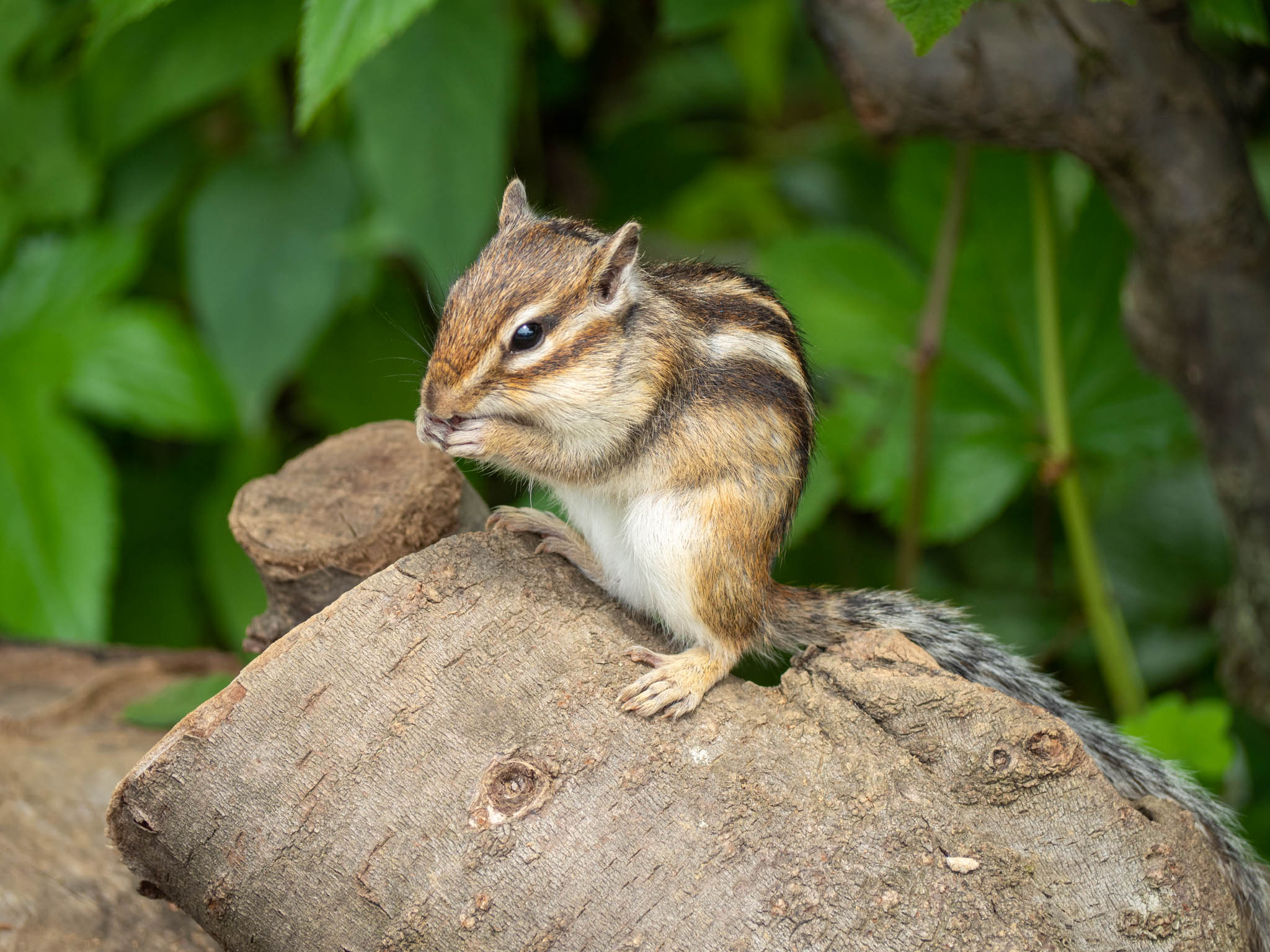 2022.06.17 散歩＠見沼グリーンセンター りすの家 唐突にリス 3枚目