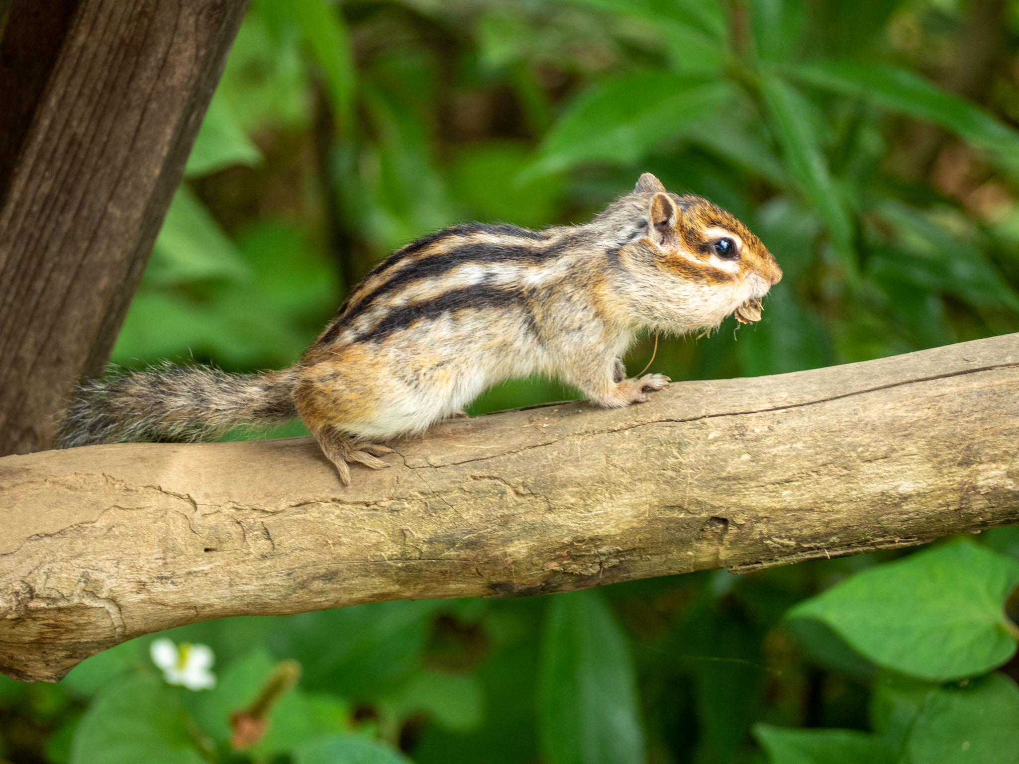 2022.06.17 散歩＠見沼グリーンセンター りすの家 唐突にリス 5枚目