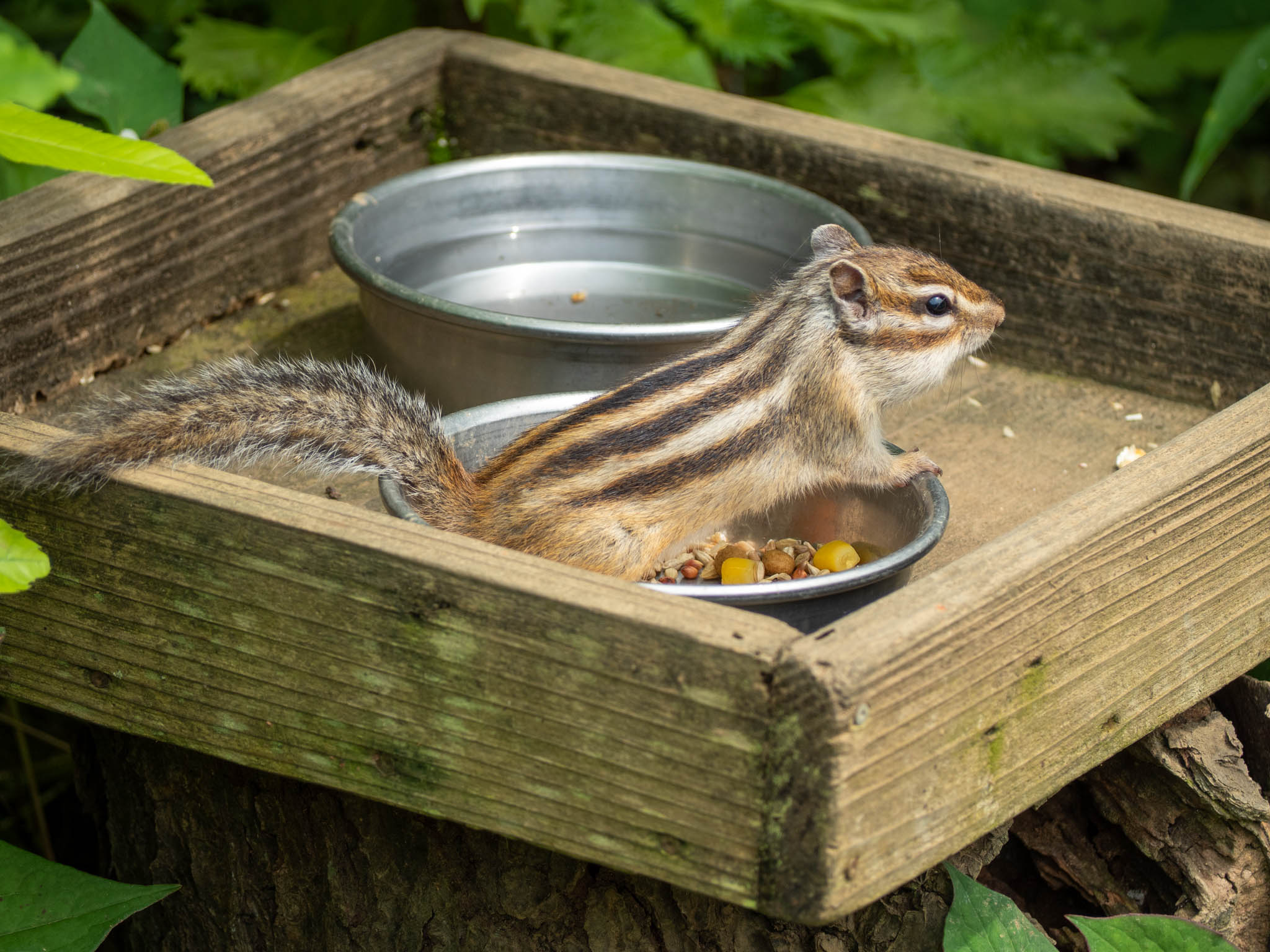 2022.06.17 散歩＠見沼グリーンセンター りすの家 唐突にリス 2枚目