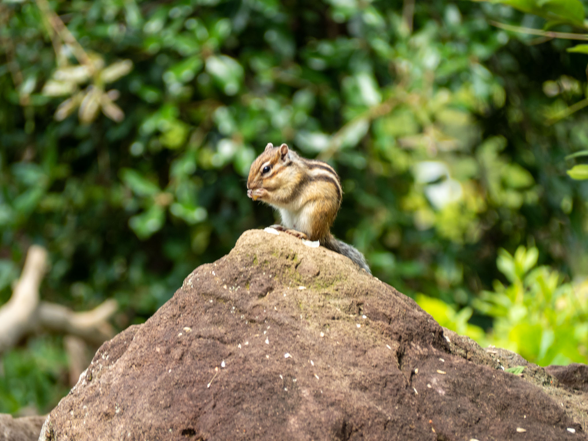 2022.06.17 散歩＠見沼グリーンセンター りすの家