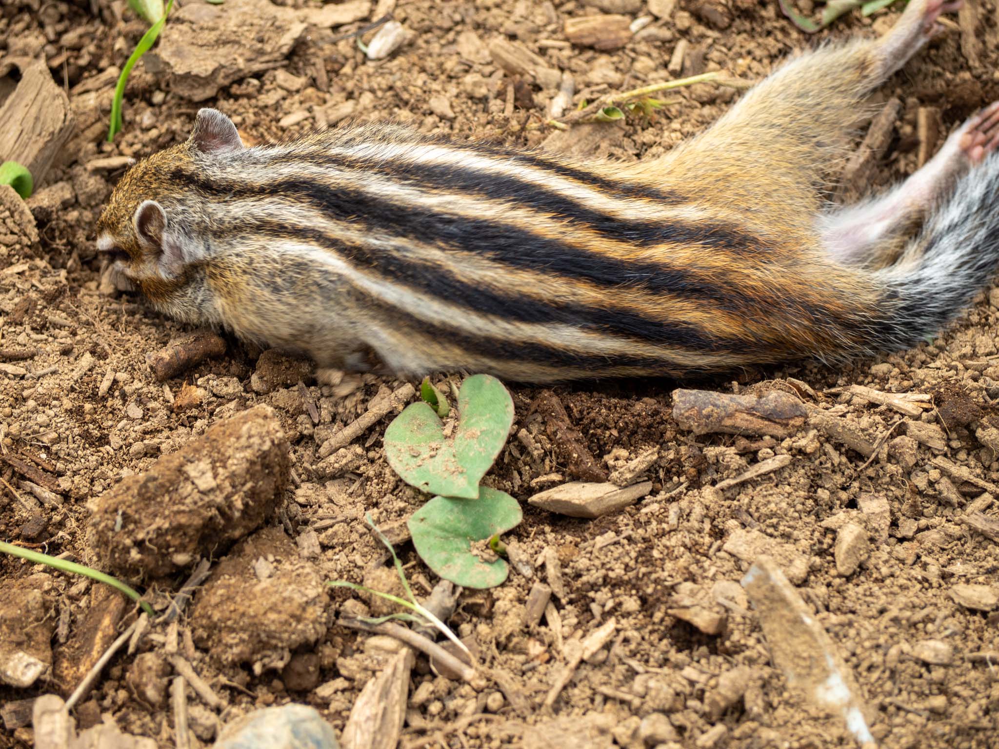 2022.06.17 散歩＠見沼グリーンセンター りすの家 唐突にリス 4枚目