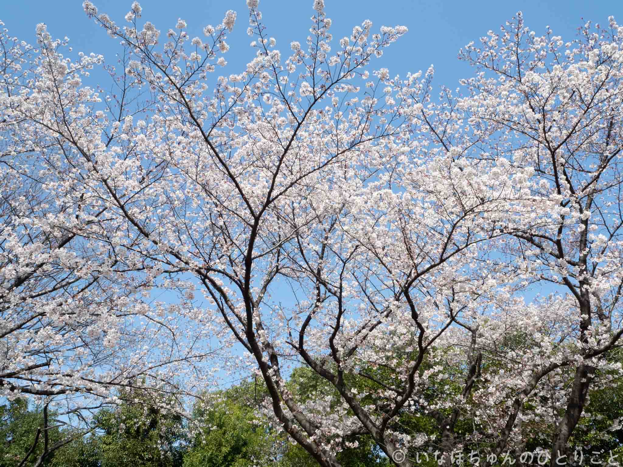 ちょっとお散歩に行ってきたnull 1枚目