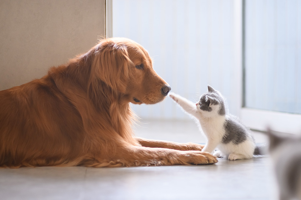 一人っ子 コレクション ペット を 飼う