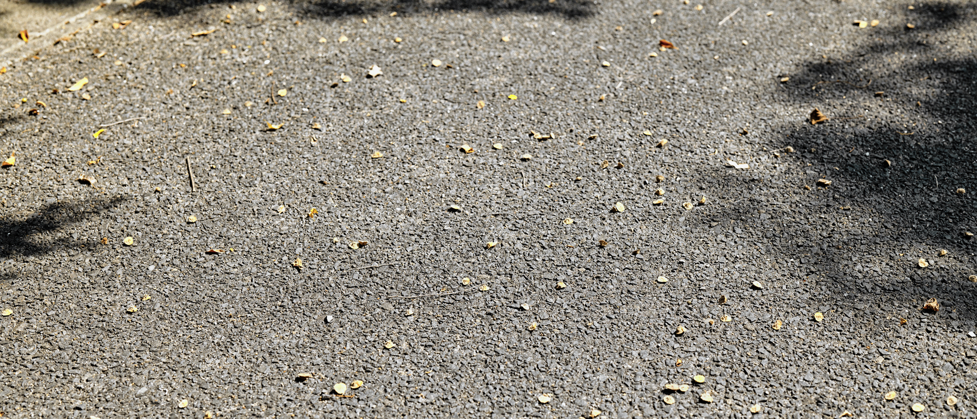 ハマナツメの実が落ちた埋立地の地面 明神町 2025年