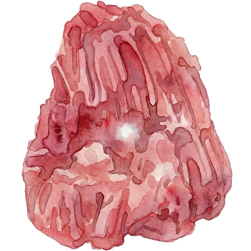 Coral (珊瑚（さんご）) - 原石図鑑 | Jewelism MARKET