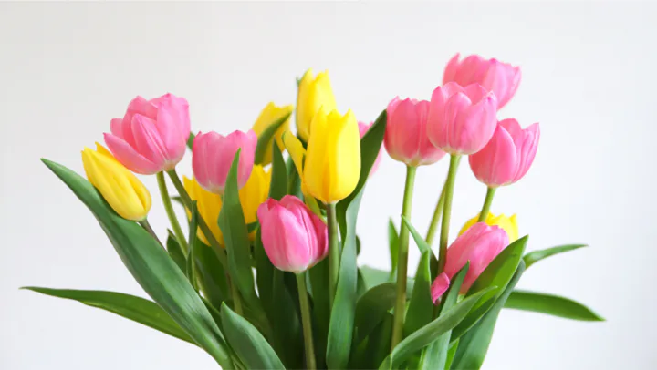 チューリップの花言葉とは？色や本数で変わる意味や意外なメッセージを紹介！