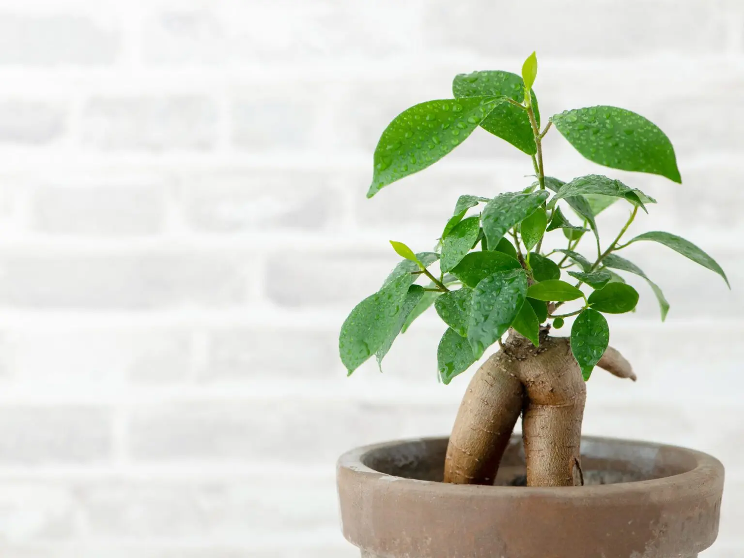 グリーンで家チル！最高のチル空間で過ごせる観葉植物の紹介