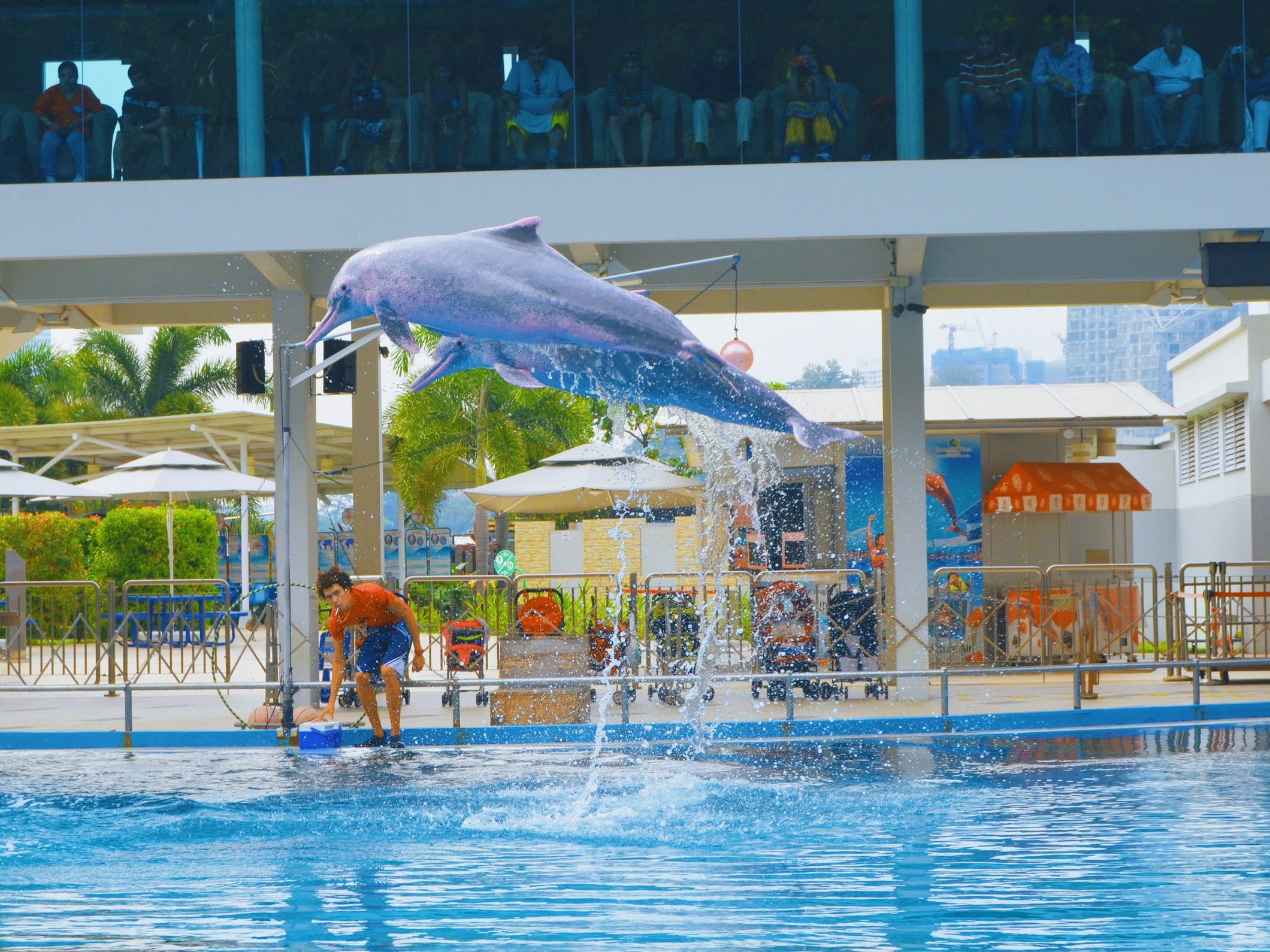 日帰りOK！イルカとの触れ合いを楽しめる関東の水族館3選 | Chill+