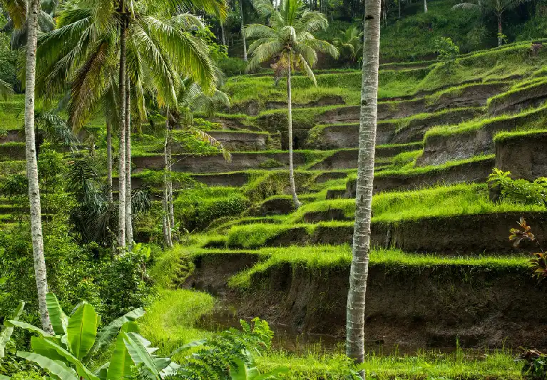 インドネシアwi-fi レンタル　バリ島ウブド