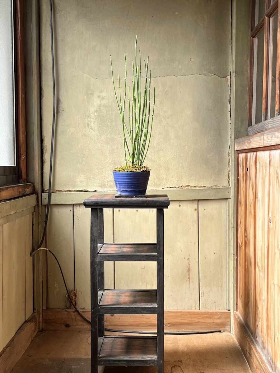 アオの器 ―煌めくアオ―
