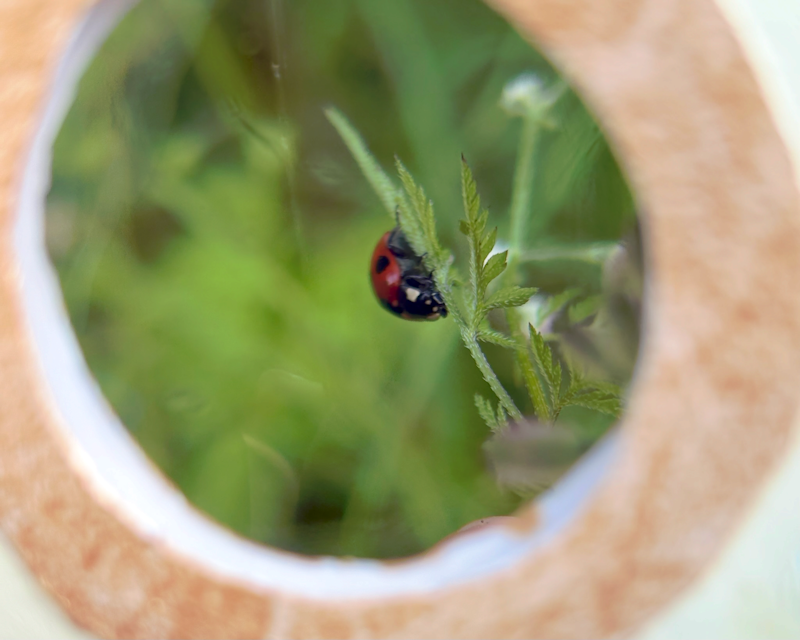 Peekabugs 1