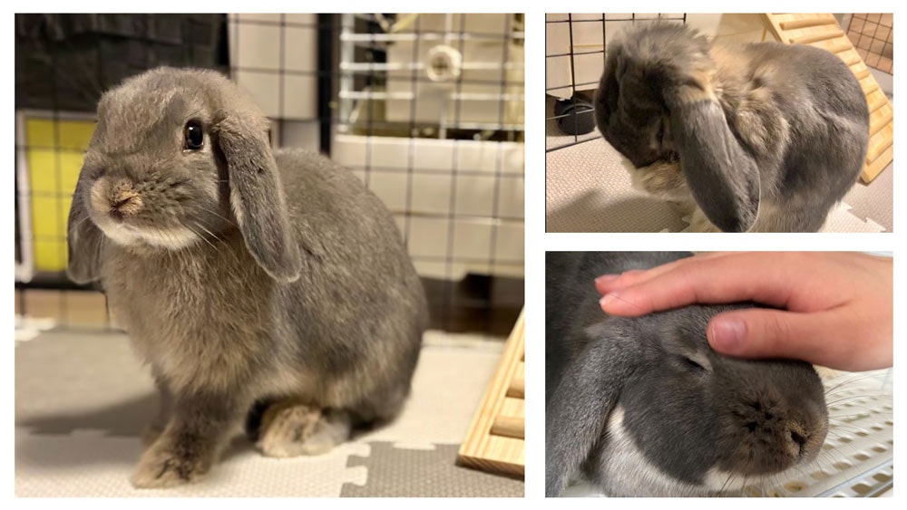 ペットのうさぎ ホーランドロップイヤー