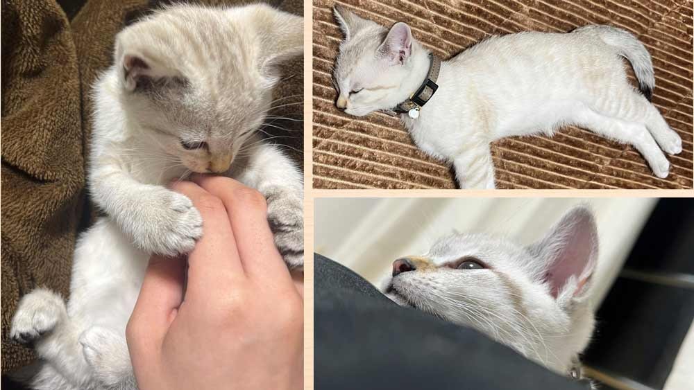 ねこのるる