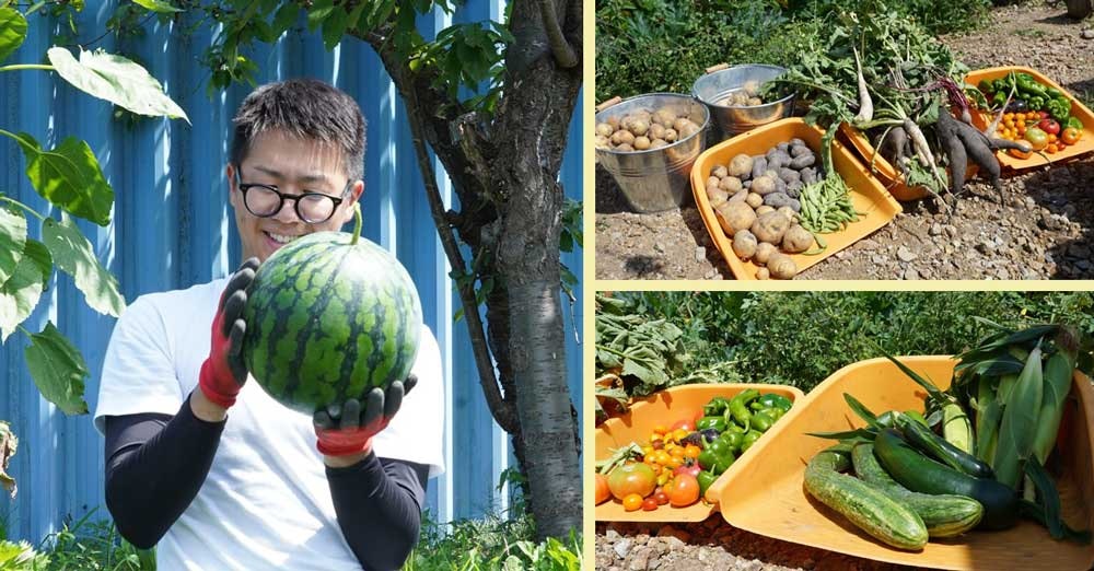 収穫した野菜