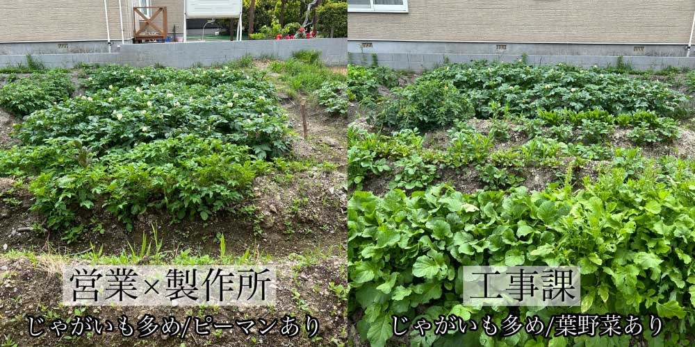 畑の様子 営業課+製作所(左)工事課(右)