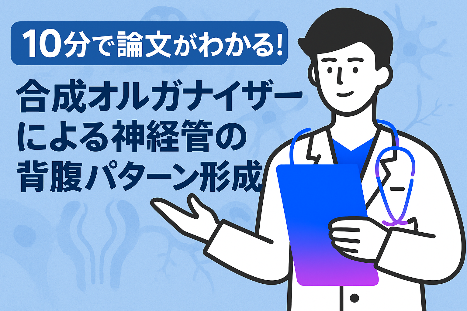 10分で論文がわかる!合成オルガナイザーによる神経管の背腹パターン形成