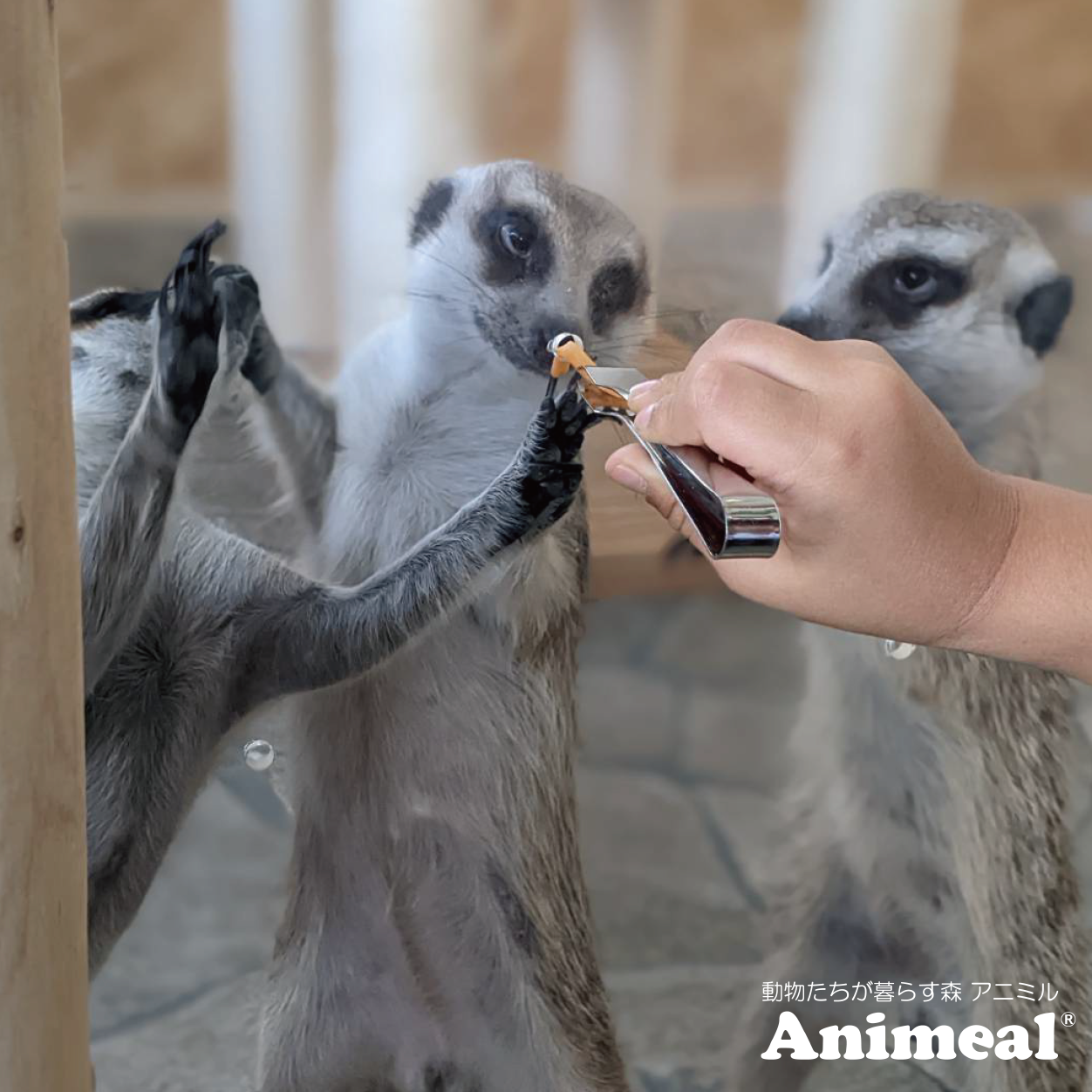 写真　アニマルトレーナー オルガ・セレステ プレスフォト お知らせ｜【公式】動物たちが暮らす森 アニミル｜都市型ふれあい動物園