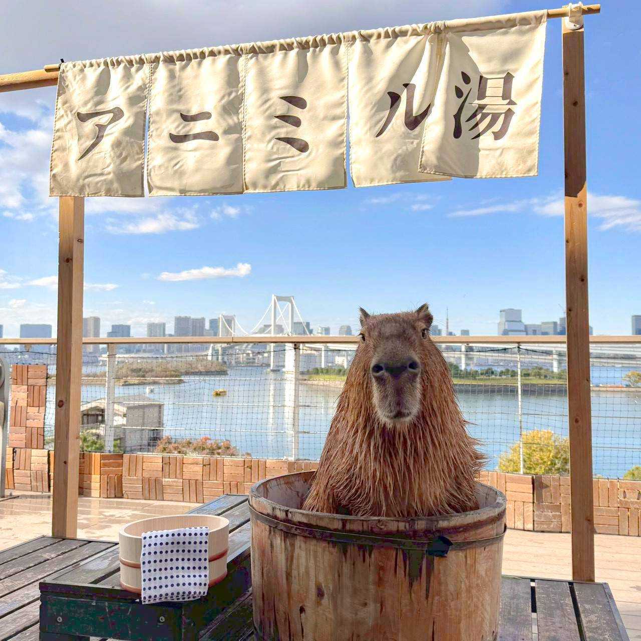 お知らせ｜【公式】動物たちが暮らす森 アニミル｜都市型ふれあい動物園