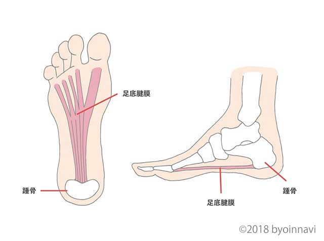 足底腱膜の図