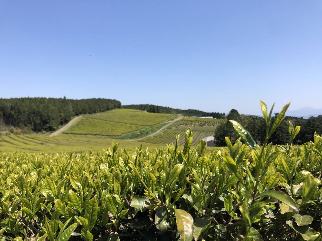 (※2)熊本県と鹿児島県の県境の山頂で１14ヘクタールの土地に広がる茶畑。有機JISを取得し無農薬・無肥料でお茶畑と向き合いながら自然栽培を行っています。