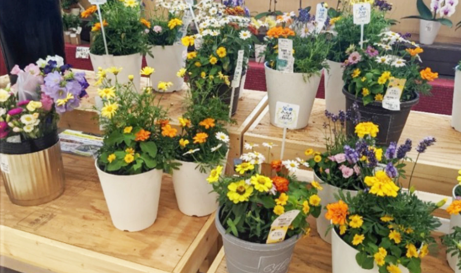 観賞用植物の花卉カテゴリーの売上アップ！当社の調達力で商品力のある