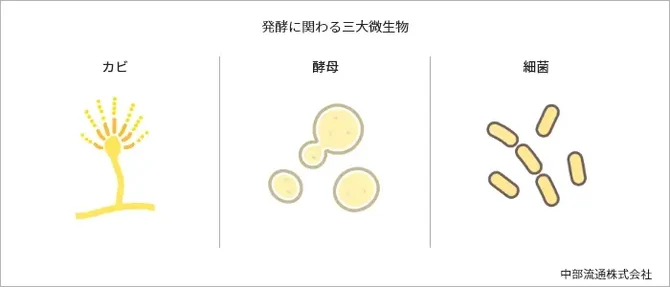 発酵に関わる三大微生物