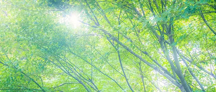 光の差し込む木々