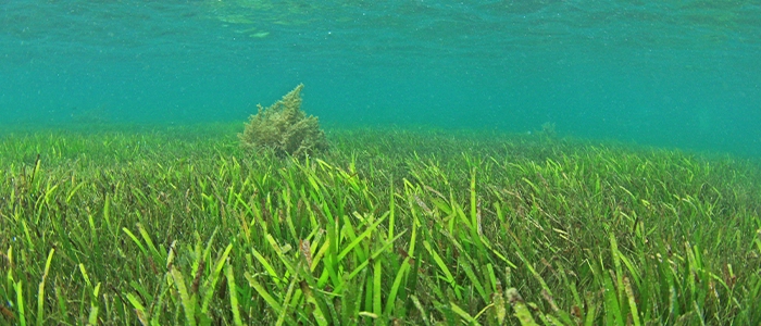 海中に生息する海藻