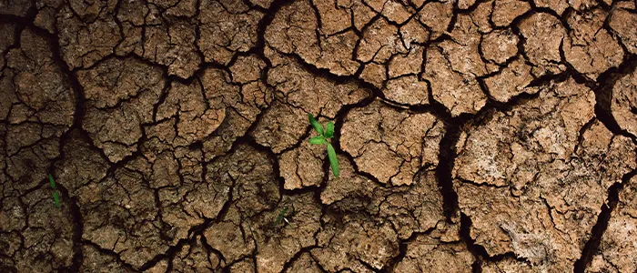 枯れた大地と芽