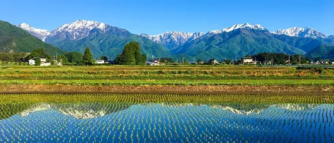水の張られた田んぼ