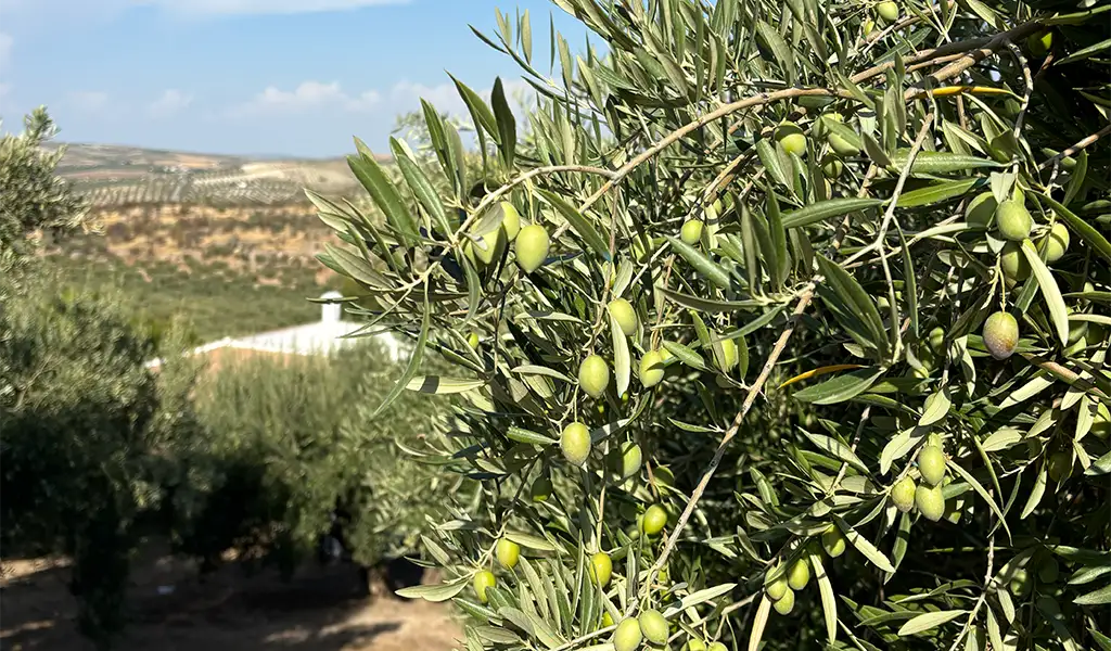 スペインのオリーブ畑