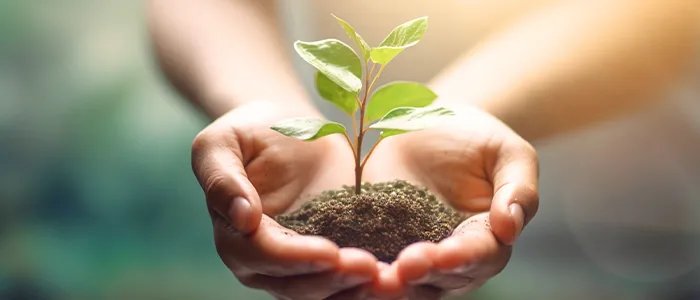 手に盛られた土と植物の芽