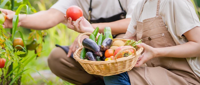 畑で新鮮な野菜を収穫する人々