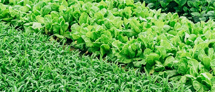 畑一面に咲いた野菜