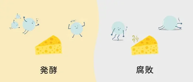 発酵と腐敗の違いイラスト