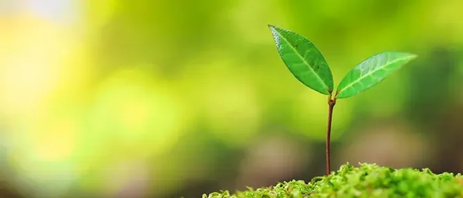 土から芽を出す新緑