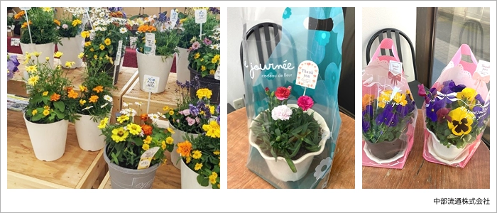 提案した寄せ植え鉢