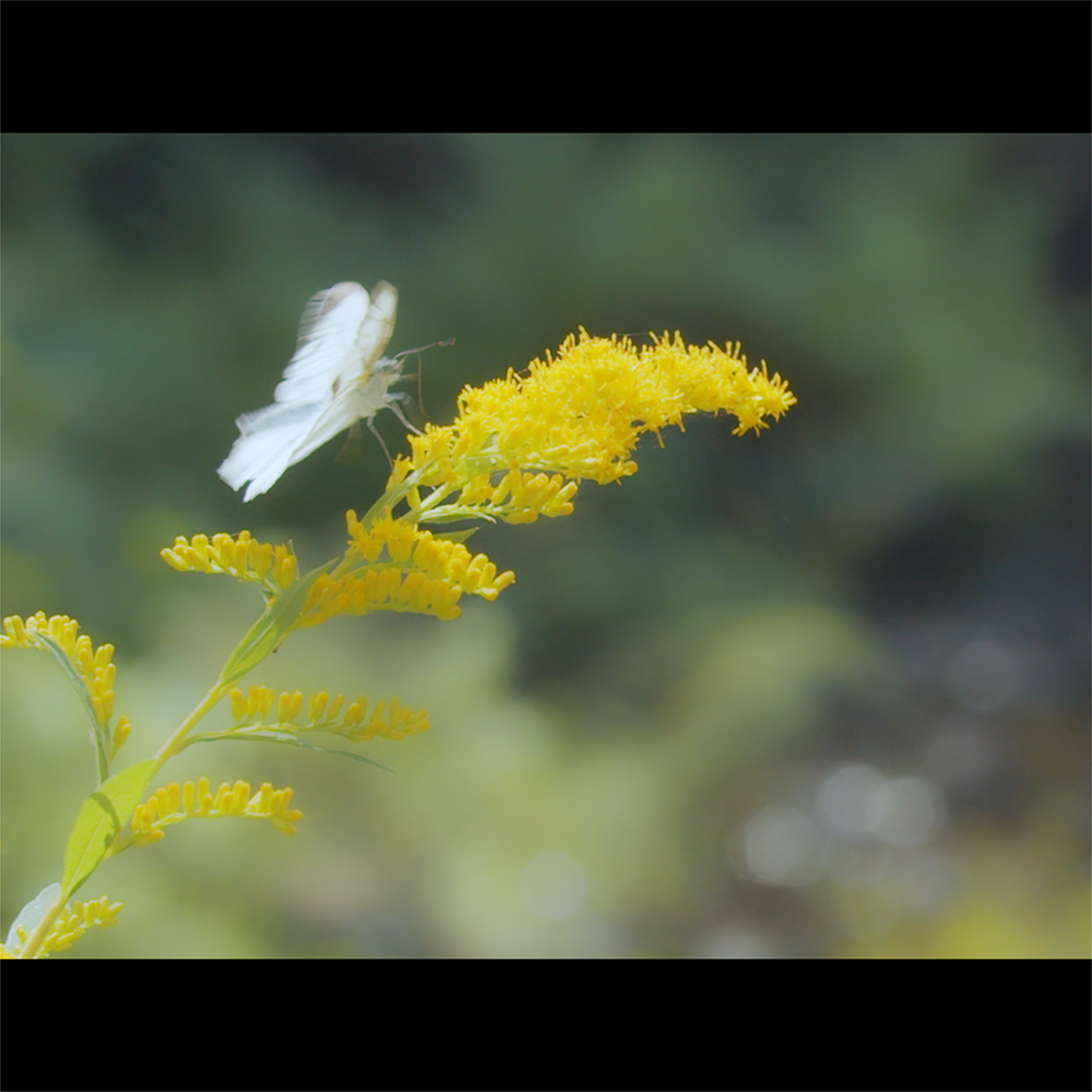 矢野興業様「大切にしたい今篇」TV-CM