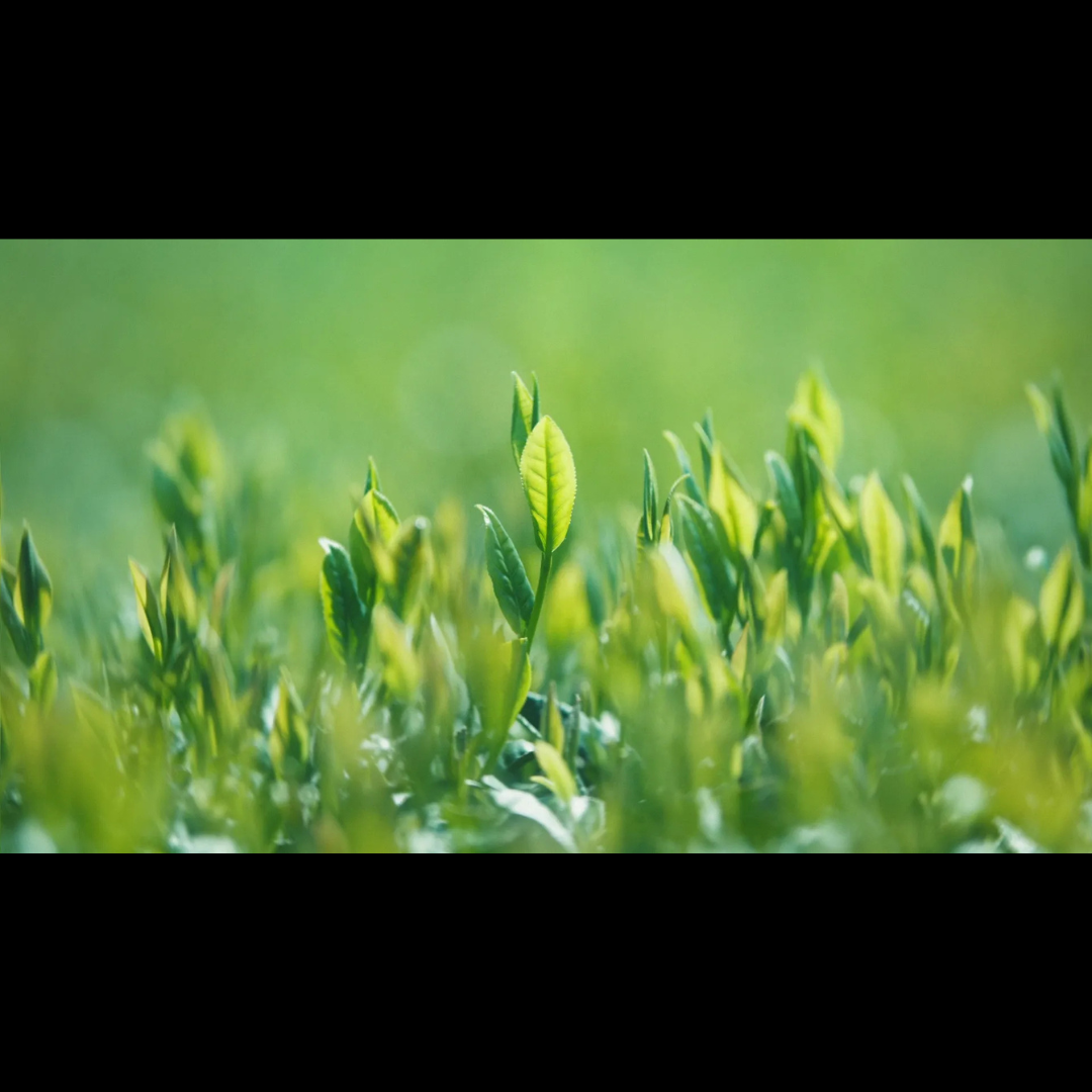 茶師の本懐、はじまる篇